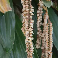 Very Rare Collector's Species Rattlesnake Orchid Pholidota imbricata Live Mature Orchid PLant