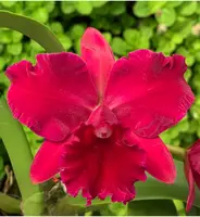 Rlc. Hsinying Scarlet 'Ching Hua. 4" NFS mericlone