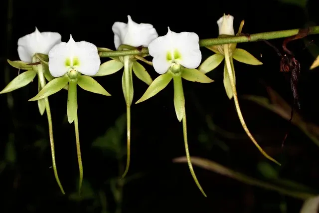 Angraecum Shooting Stars (Angraecum)