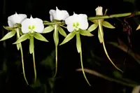 Angraecum Shooting Stars