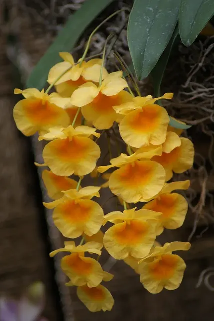 Dendrobium jenkinsii x sib