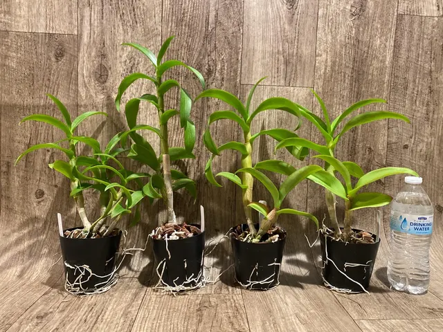 Dendrobium Thongchai Gold x Pinnawata