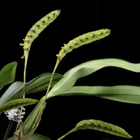 Bulbophyllum falcatum