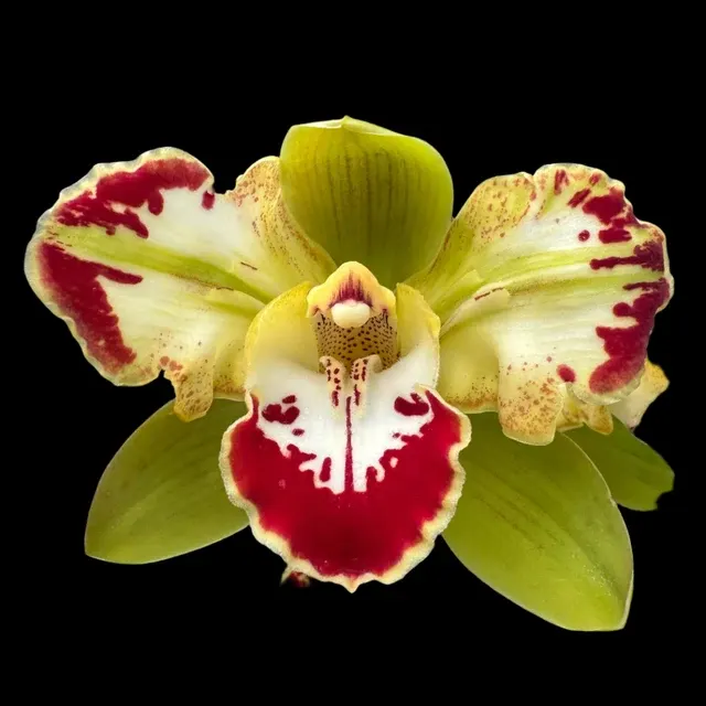 Cymbidium Vidar Stable Peloric Beauty 'Harlequin'