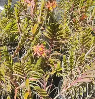 Epidendrum Radicans - Salmon Pink - 1 Gallon Live Plant - Outdoor Grown Orchid - Tropical Houseplant