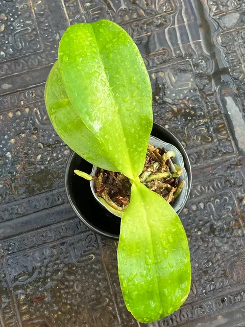 Phalaenopsis Yaphon Gelacea (Phalaenopsis)
