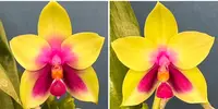 Phalaenopsis bellina