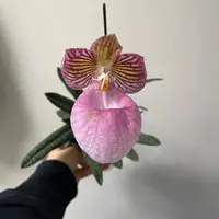 Paphiopedilum micranthum