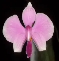 Phalaenopsis lowii
