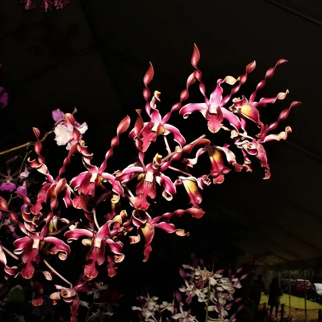 Dendrobium Jairak Fire Horn AM/AOS. 'Cooper Prince'