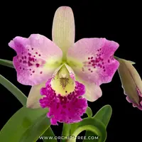 Cattleya (Bct.) Little Aiko Orchid Plant - BS