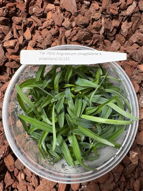 Angraecum magdalene x praestans (Angraecum)