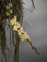 Chiloschista parishii XXL