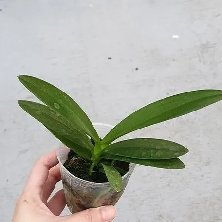 Phalaenopsis Hatuyuki 'Nagoriyuki'