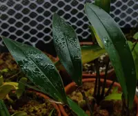 Dendrobium ajoebii