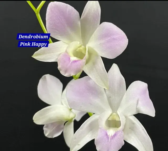 Dendrobium 19 Pink Happy (Dendrobium)