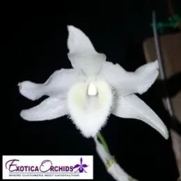 Dendrobium parishii var alba