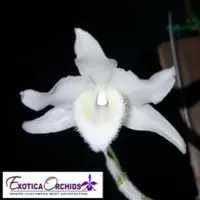 Dendrobium parishii var. alba Sp. - BS