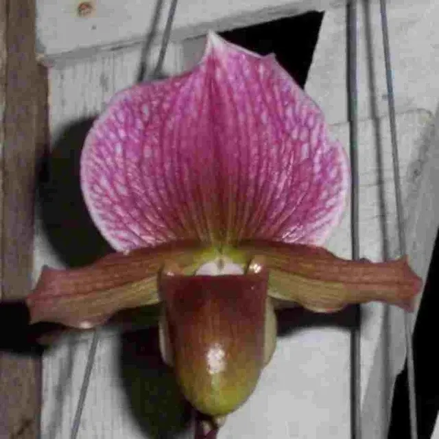 Paphiopedilum callosum (Paphiopedilum)