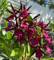 Miltassia Royal Robe (Big Flower) – Ready to Flower Size