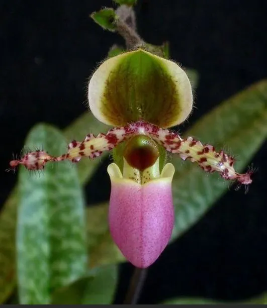 Paphiopedilum liemianum x sib (Paphiopedilum)
