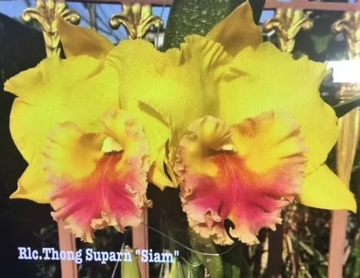 Rhyncholaeliocattleya Thong Suparn 'Siam'