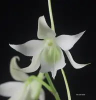 Sobennikoffia robusta