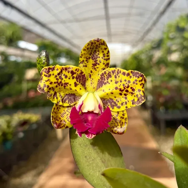 Cattleya Carnival Kid (Cattleya)