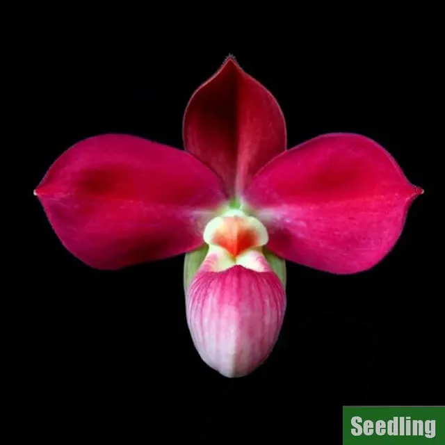 Phragmipedium Cirila Alca