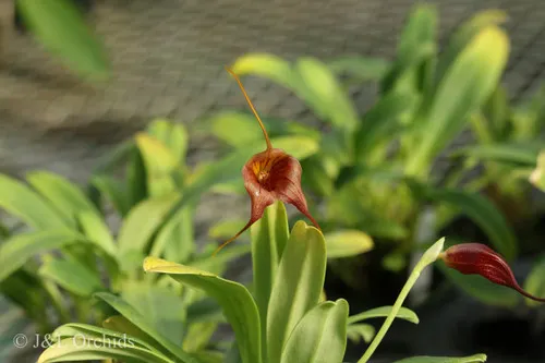 Masdevallia delhierroi (Masdevallia)