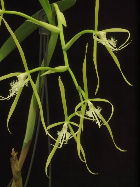 Encyclia ciliare (Encyclia)