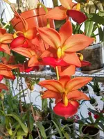 Cycnodes Orange Jumbo Micky (Fragrant)