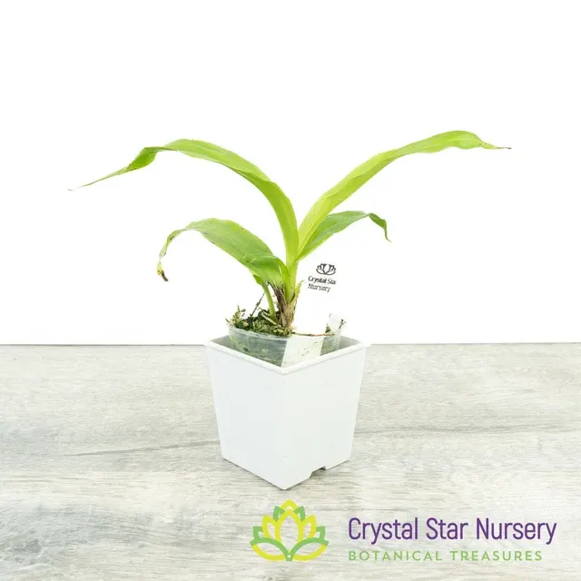 Coryanthes misasil (Coryanthes)