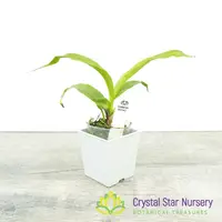 Coryanthes misasil x self (A243)