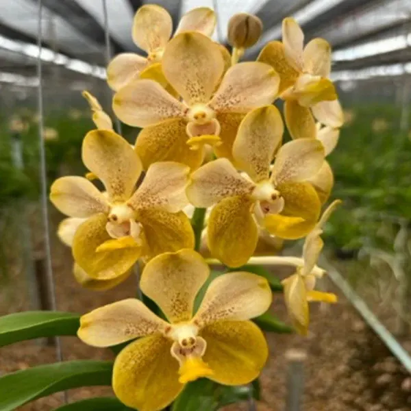 Vanda Bronze Butteryfly x Thai spot