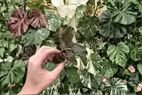 2 Ludisia discolor (Jewel Orchid) Starter Plants – Bare Root Live Jewel Orchids