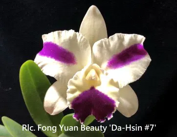 Rhyncholaeliocattleya Fong Yuan Beauty 'Da-Hsin #7' (Rhyncholaeliocattleya)