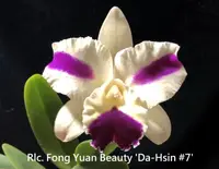 Rlc. Fong Yuan Beauty 'Da-Hsin #7' (C. Memoria So Lien x Haw Yuan Beauty) (M432) (Hybrid) Rlc.=Rhyncholaeliocattleya