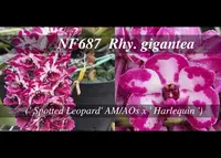 Rhynchostylis gigantea ( ' Spotted Leopard' AM/AOs x ' Harlequin ' )
