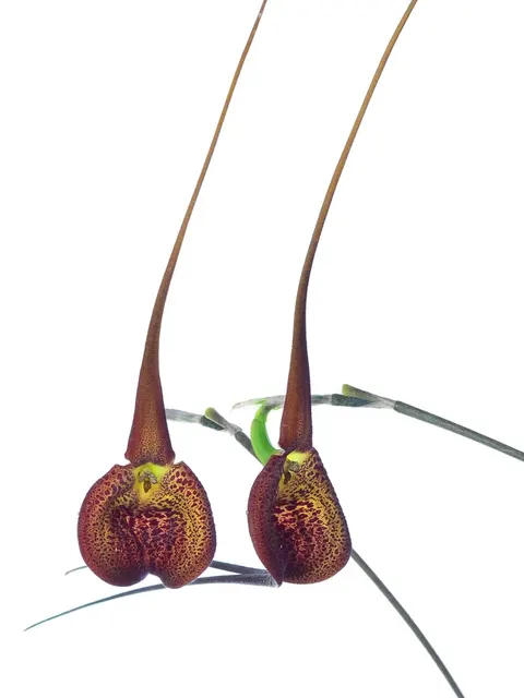 Masdevallia princeps 'Cow Hollow'