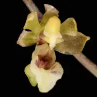 Phalaenopsis mirabilis sp.