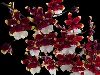 Oncidium Aka Baby ‘Raspberry Chocolate’ HCC/AOS (3.5” pot)
