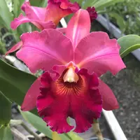 Blc. Mem. Richard Nakanishi (Sunstate Outback x Toshie Aoki `Pizazz' AM/AOS) Seedling 6" Pot