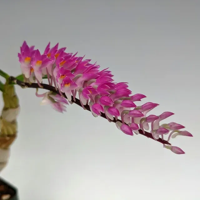 Dendrobium secundum (Dendrobium)