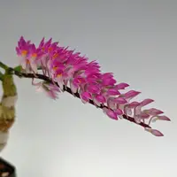 Dendrobium secundum