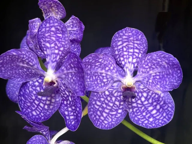 Vanda coerulea x Pakchong Newland