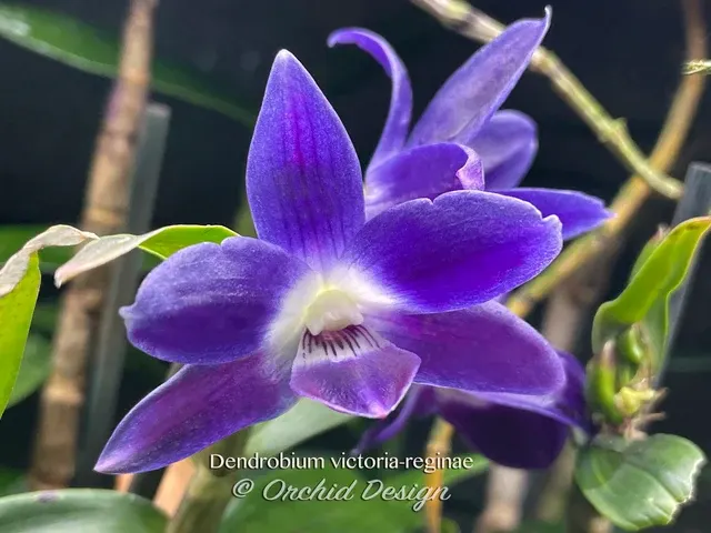 Dendrobium victoria-reginae (Dendrobium)