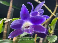 Dendrobium victoria-reginae ('Blues Brothers' x 'Royal Blue') – Dark Blue