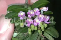 Schoenorchis fragrans