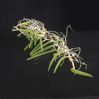 Dendrobium wassellii (Syn. Dockrillia) — Bare Rooted - 11+ Pseudobulbs